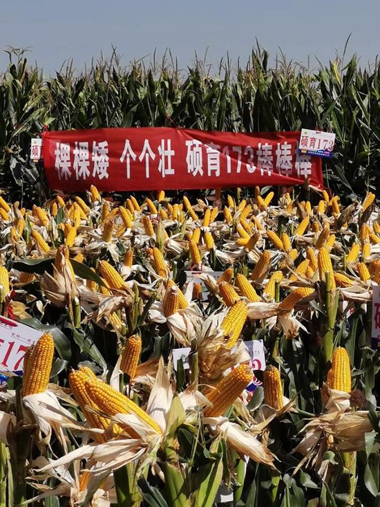 碩玉173【4500?！?玉米種子-商道種業(yè)