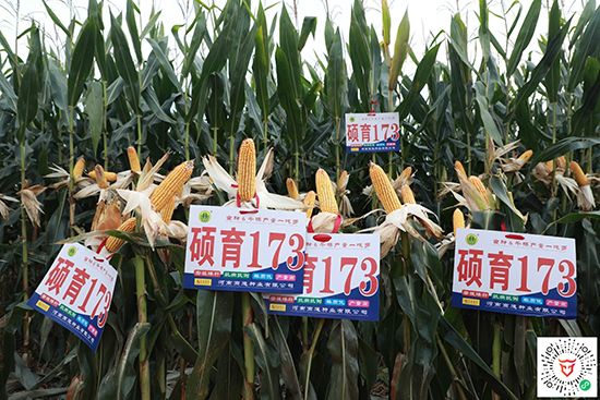 碩玉173【4500?！?玉米種子-商道種業(yè)
