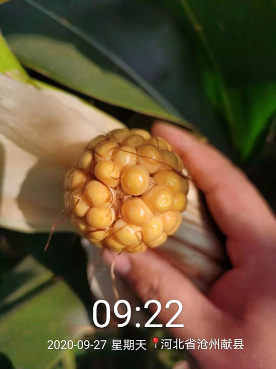 碩玉173【4500?！?玉米種子-商道種業(yè)