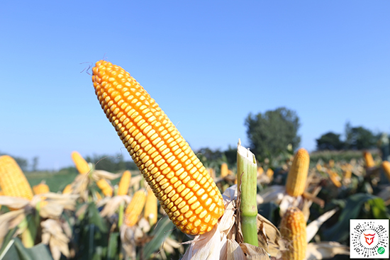 �̵�909�����s���N-С����-�̵��N�I(y��)