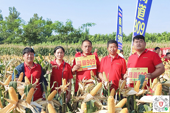 �̵�909�����s���N-С����-�̵��N�I(y��)