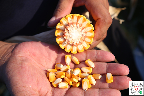 �̵�909�����s���N-С����-�̵��N�I(y��)