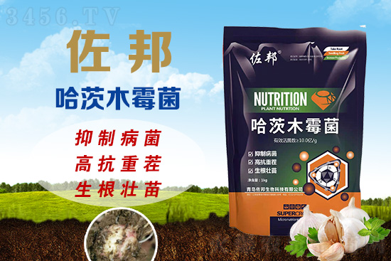 重茬減產超20%,再不治就晚了!佐邦哈茨木霉菌,專為高抗重茬而生! 重茬減產超20%,再不治就晚了!佐邦哈茨木霉菌,專為高抗重茬而生!