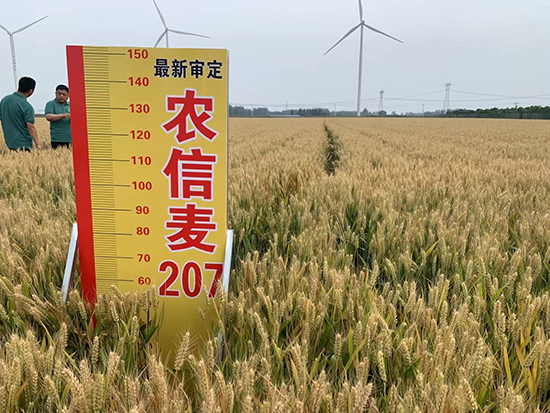 農(nóng)信麥207-小麥種子-農(nóng)信種業(yè)