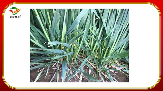 騫葷伅鐗?5.jpg 騫葷伅鐗?5.jpg