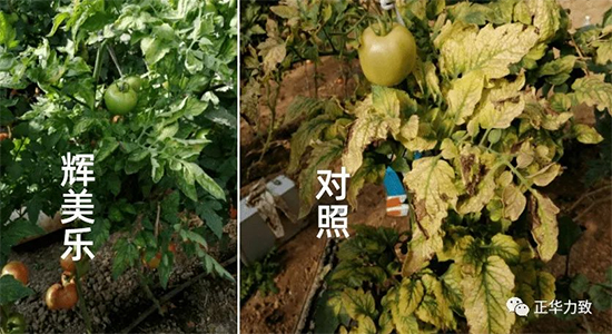 鏈爣棰?12.jpg 鏈爣棰?12.jpg