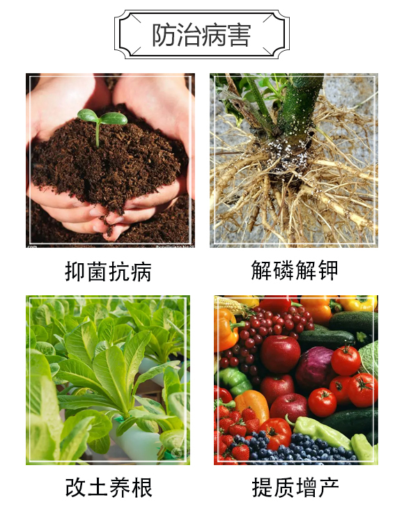 瀹岀啛楸奸叡璞嗙矔鑿岃偉-鎵僵_03.jpg 瀹岀啛楸奸叡璞嗙矔鑿岃偉-鎵僵_03.jpg