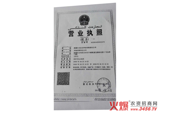 玉雜交種-東單98-好莊稼