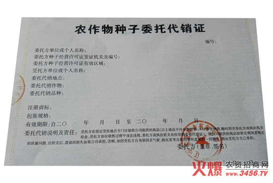 玉雜交種-東單98-好莊稼