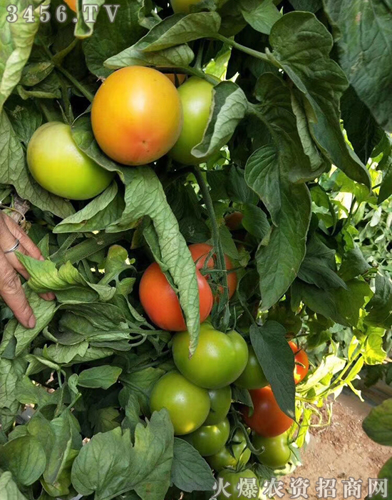 �a(ch��n)Ʒ��!��5��15��һ������Һ��������!ӆ�ξ���,��(y��u)�ݶ��,�s����˰�!