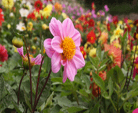 �������»�����ľ�Nֲ����