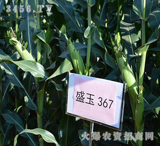 盛玉367（觀摩圖）-玉米種子-強盛種業(yè)
