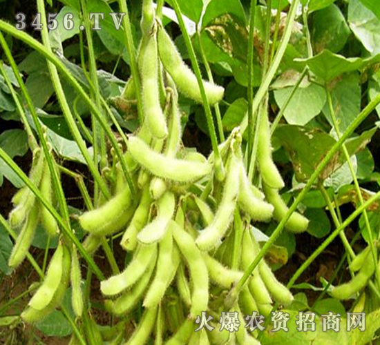 ����4̖(h��o)-��-�|�Ѻ�