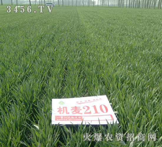 機麥210-小麥-億佳和