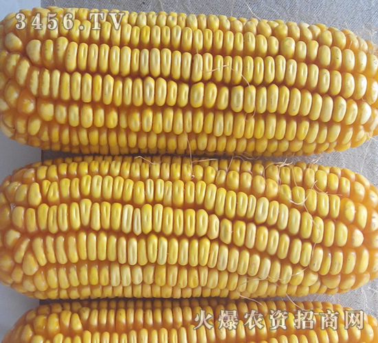 �C��88-����-�|�Ѻ�