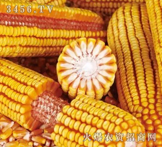 機(jī)玉7號(hào)-玉米-億佳和