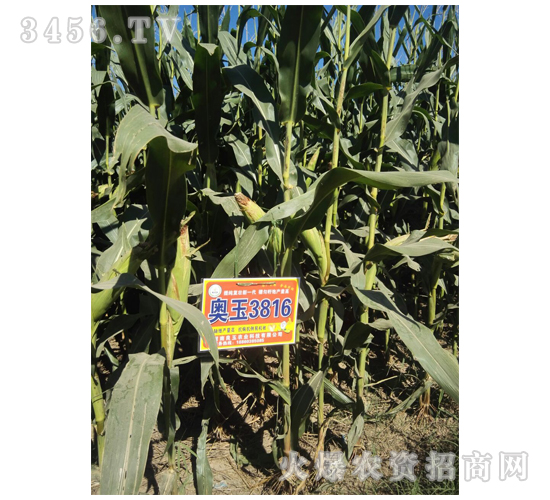 奧玉3816-良玉農業(yè)