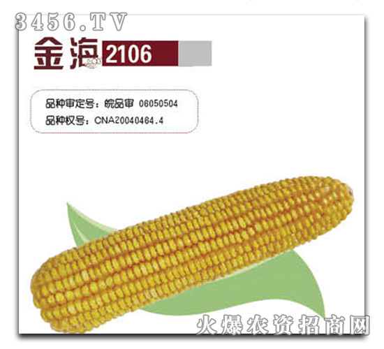 金海2106玉米種-金海種業(yè)
