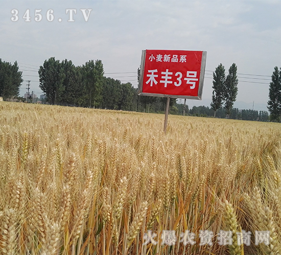 ���S3̖���壩