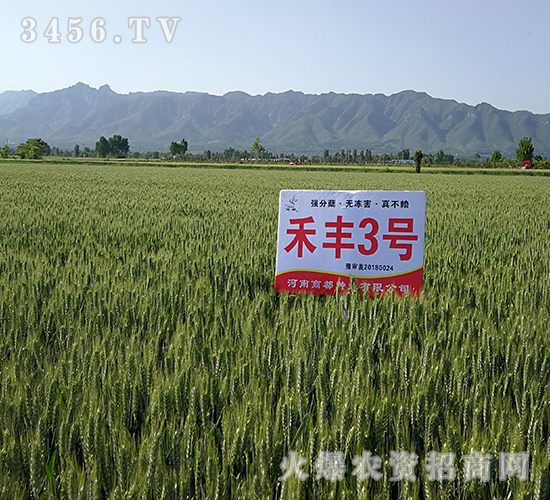 禾豐3號(hào)（八）