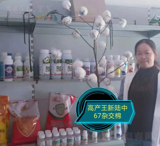 新陸中67雜交棉-利豐元