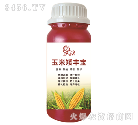 玉米矮豐寶-瀚獅