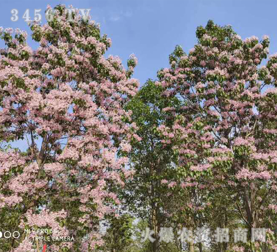 2020��鱘�ӆ�λ����Ŀ15