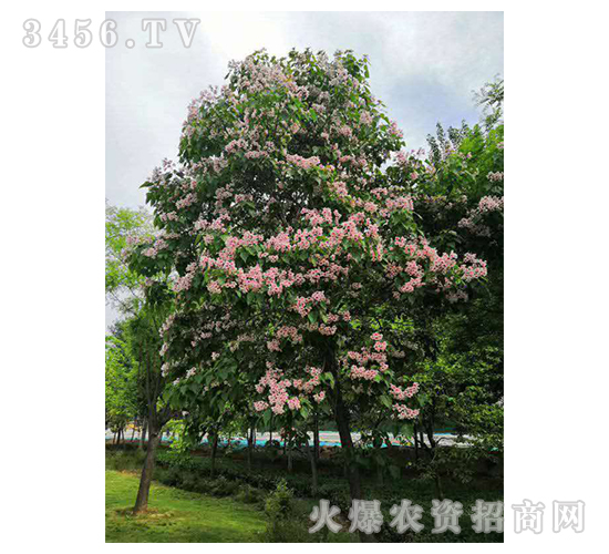 2020��鱘�ӆ�λ����(xi��ng)Ŀ14