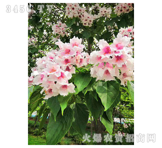 2020��鱘�ӆ�λ����Ŀ13