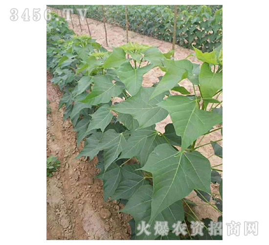 2020��鱘�ӆ�λ����(xi��ng)Ŀ7