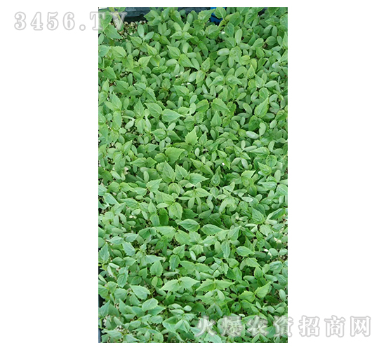 2020年楸樹訂單回收項目5