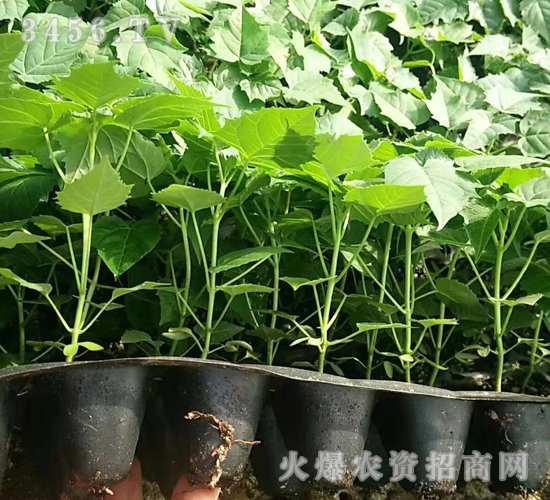 2020年楸樹(shù)訂單回收項(xiàng)目4