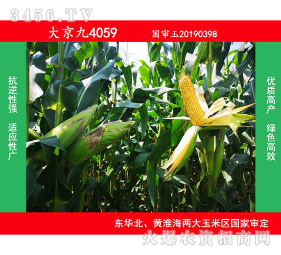 大京九4059-玉米種子-大京九