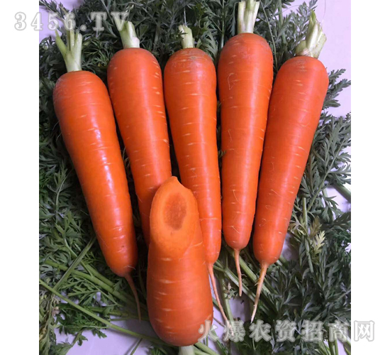 ���t1̖(h��o)-���}���N��-��ʥ��