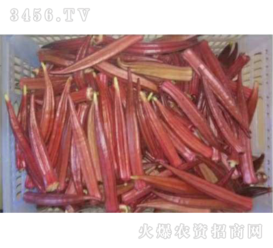 �t����N��-��ʥ��