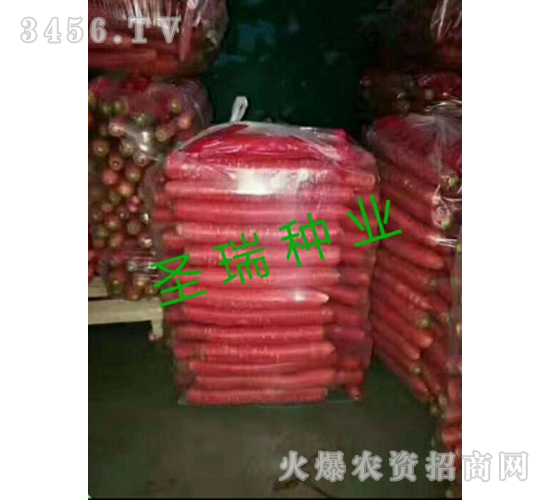 ʥ������-���}���N��-��ʥ��