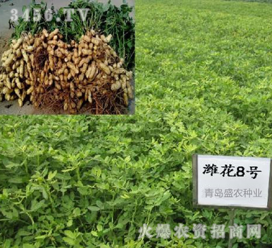 濰花8號-花生種子-盛農(nóng)種業(yè)