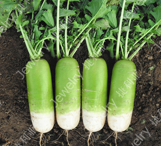 ��G1620-�}���N��-������