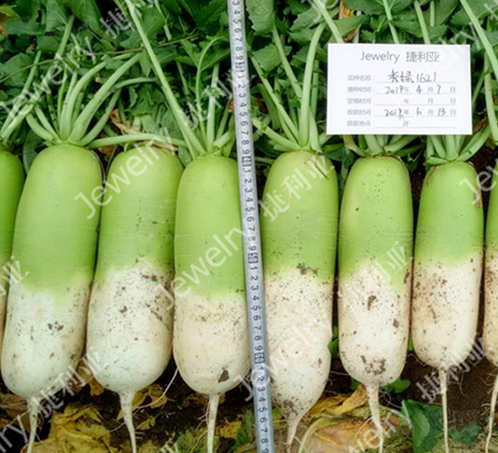 ��G1621-�}���N��-������