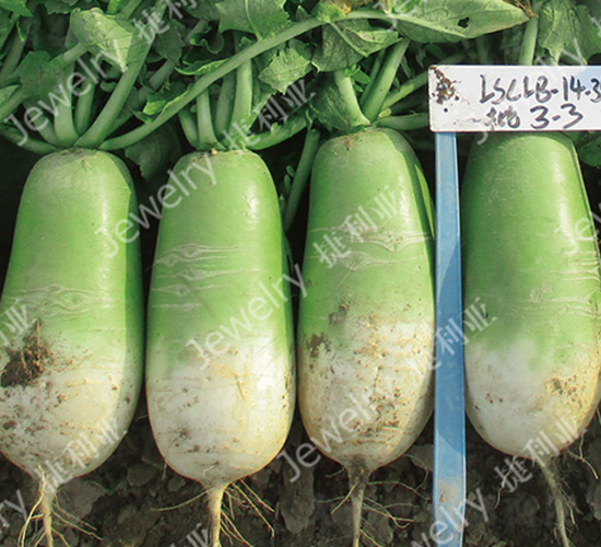 �¾G1434-�}���N��-������