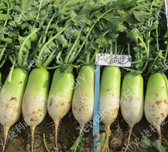 �¾G1438-�}���N��-������