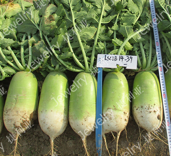 �¾G1439-�}���N��-������