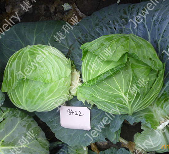 捷甘8422-甘藍(lán)種子-捷利亞