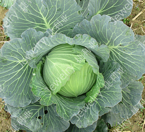 �ݸ�14669-���{(l��n)�N��-������