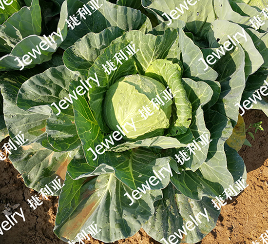 捷利亞475-甘藍種子-捷利亞