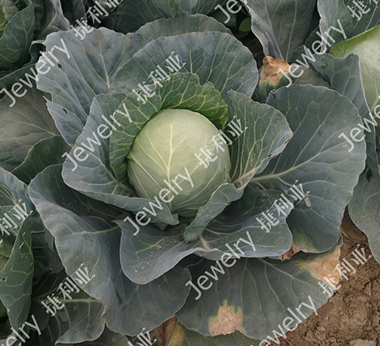捷利亞1675-甘藍(lán)種子-捷利亞
