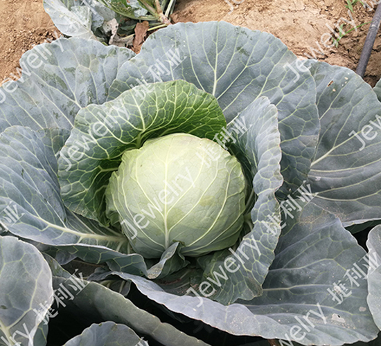 ������1676-���{(l��n)�N��-������