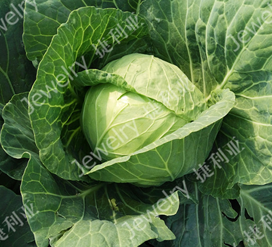 �ݸ�1465-���{�N��-������