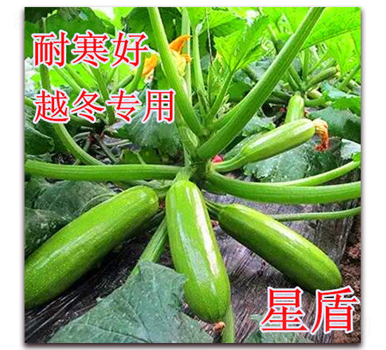 �Ƕ�-�����J�N��-��ʢ�r(n��ng)�I(y��)