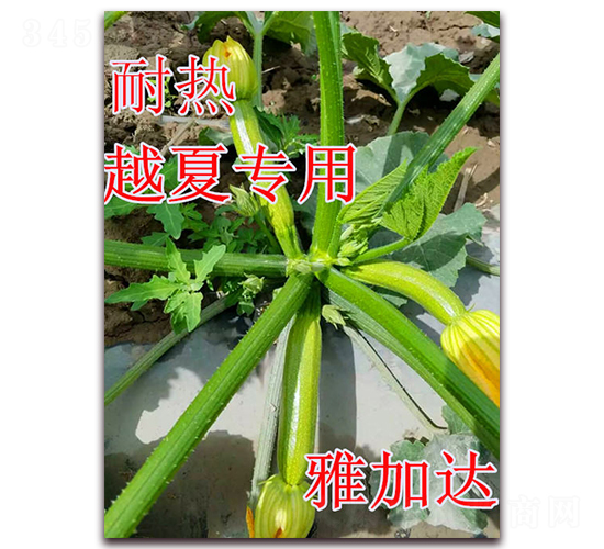 �ż��_(d��)-�����J�N��-��ʢ�r(n��ng)�I(y��)